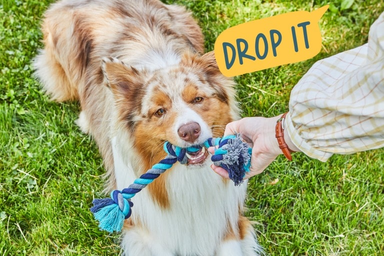 Teach your dog to drop