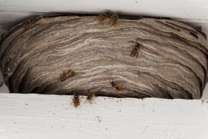 how to remove wasp nest