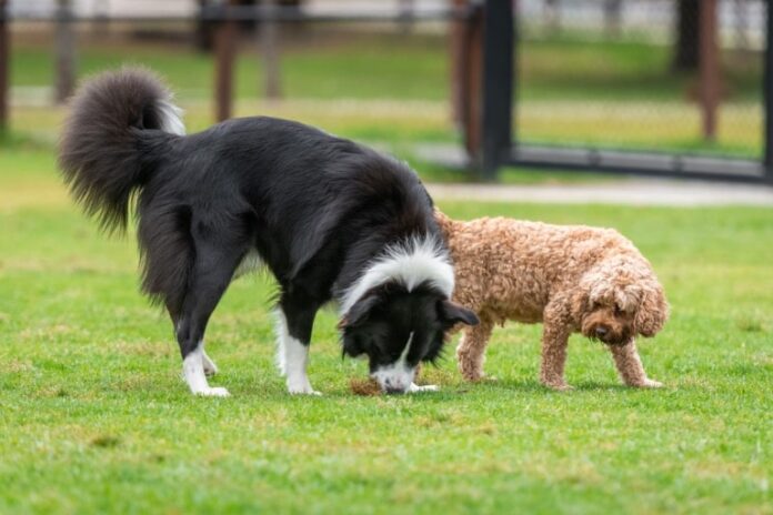 how to stop dog from eating poop home remedies