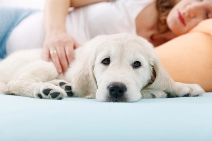 pet hygiene mistakes new dog parents should avoid